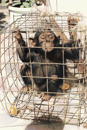 4chimp-for-sale-1996.gif