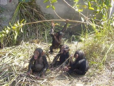 6. 4 happy chimpanzee orphans.jpg