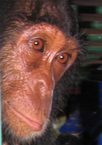 mwisho-orphan-chimpanzee-at-jack.jpg