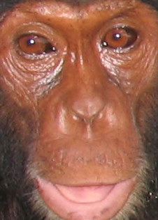 mwisho-seized-chimp-at-jack-refuge.jpg