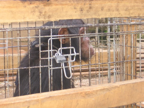 mwisho-was-locked-up-in-a-double-cage.jpg