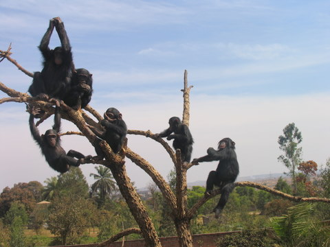 chimpanzee-orphans-at-jack.jpg