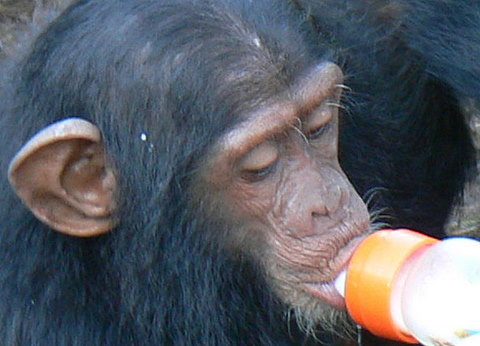 zamba-orphan-chimpanzee-at-jack.jpg