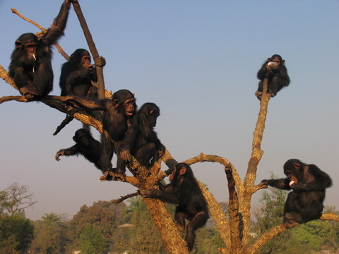 chimpanzee-orphans-of-jack-refuge-centre.jpg
