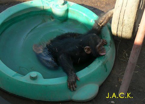 jac-bathing-2.JPG