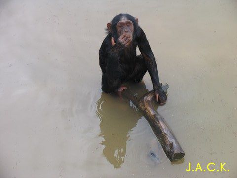 shasa-a-chimp-at-jack.jpg