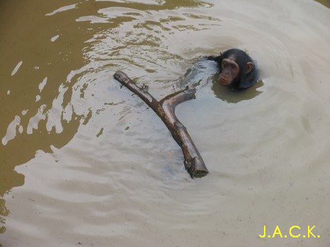 shasa-the-swimming-chimp.jpg