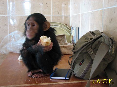 shasa-was-the-first-little-chimp-female-that-arrived-at-jack.jpg