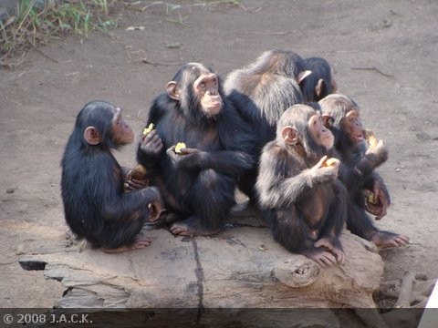 jack-a-refuge-for-seized-chimps.jpg