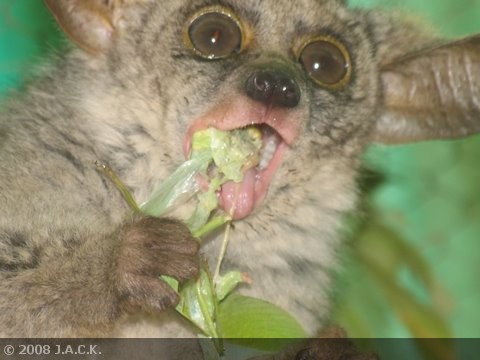 galago-eating-insect.jpg