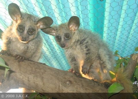 the-two-galago-babies-today.jpg