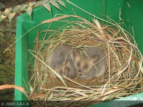 young-bush-babies-in-their-new-nest.jpg