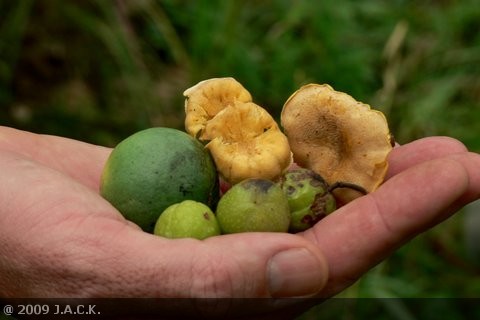 fruits-of-the-kiziba-forest.jpg