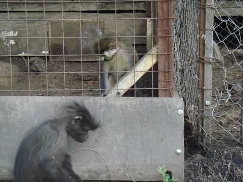 mangabey and red-tailed guenon