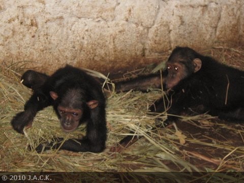 Elia & Tika waking up after sedation