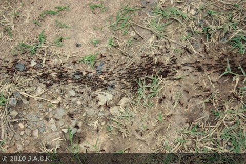 ants  spreading