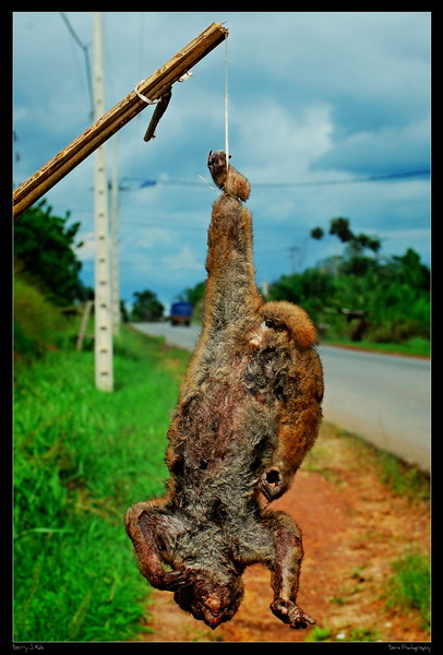 bushbaby bush-meat © Barry Kok http://www.pbase.com/barrykok/bushmeat