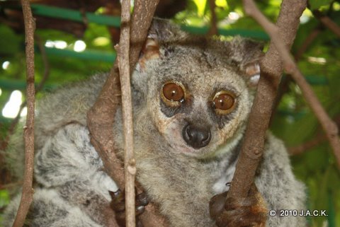 galago in new enclosure 2