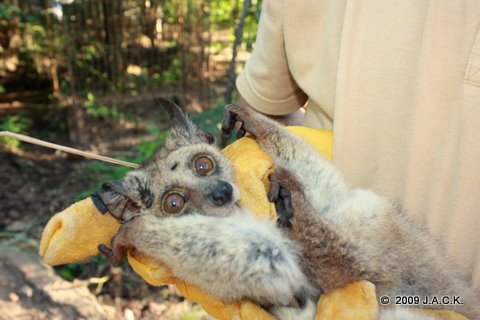 galago transfer (1)