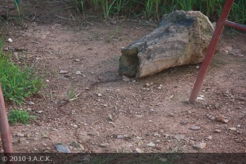 small column of safari ants in the main enclosure