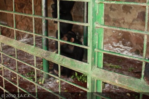 snow in the enclosure