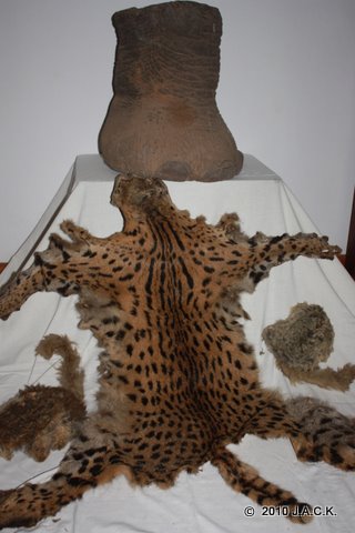 wild dead animal items confiscated