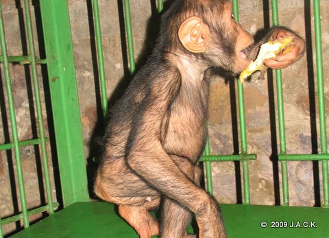 Pasa, the "naked" chimp