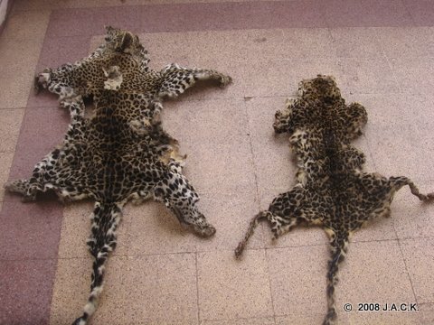 february 2008 - 2 leopard skins for sale