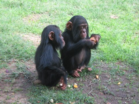 Bapu and Pundu the day they arrived