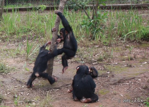 Bapu (left) chasing Maïka and Santa (right) hugging Pundu