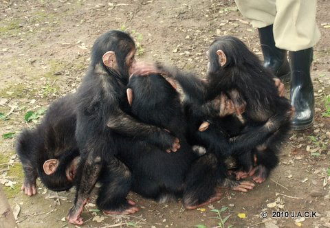 the baby group surrounding and meeting the two newcomers