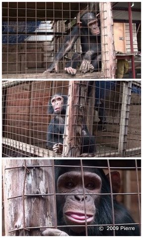 abandoned chimps Goma