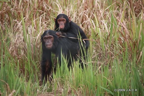 Kina & Tongo on her back