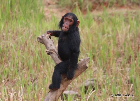 Tongo the youngest chimpanzee of J.A.C.K. main group