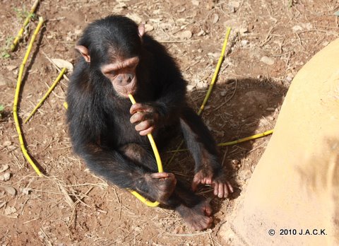 Kimo eating the stick !