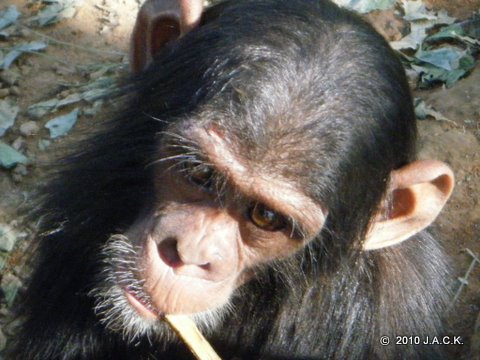 Pundu eating honey