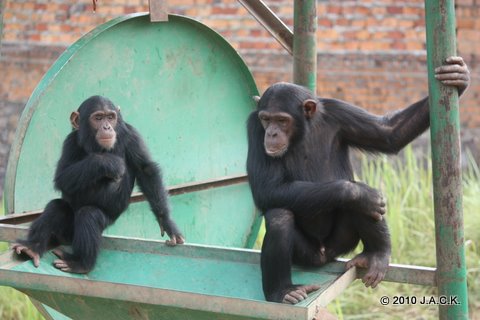 Tongo and dominant male Mwisho