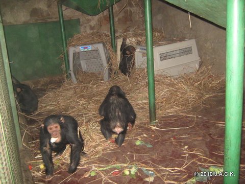 crates in infant night enclosure