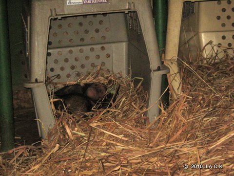 Kimo sleeping in crate