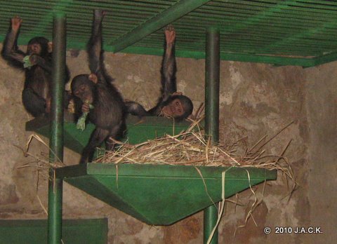 Santa, Bapu & Pundu in a nest