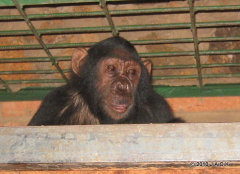 Runny noses…again! – J.A.C.K Primate Sanctuary