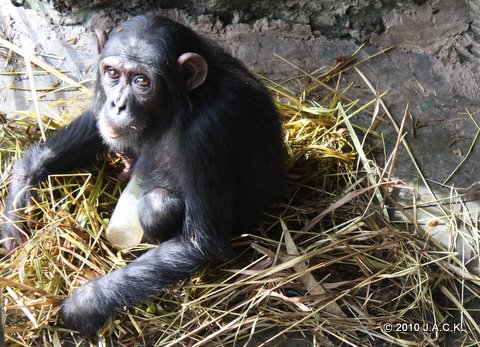 April 2010 - Elia closes herself from the others and doesn't pay attention to the other chimpanzees that are in her group