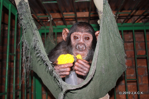 January 2010 - Elia in quarantine at J.A.C.K. You can see the plastic bootle close to her while eating