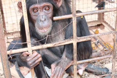 October 21st 2009 - Elia was seized by Congolese authorities. She had been kept in dreadful conditions !