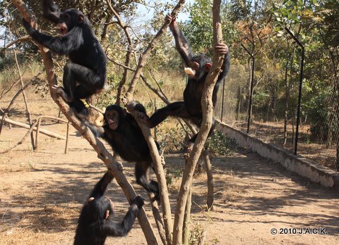 Elia with the infants playing in the trees