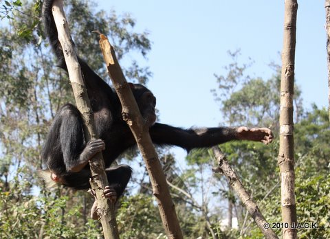 a new life for Elia, the bird cage chimpanzee