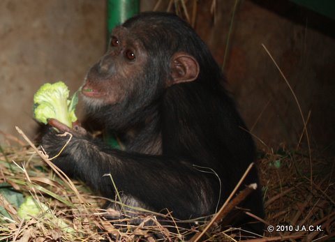 in a nest of her new enclosure Elia is eating