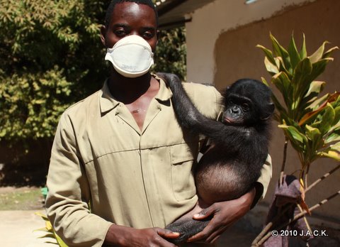 Papa Augustin & 'Chibo' the bonobo