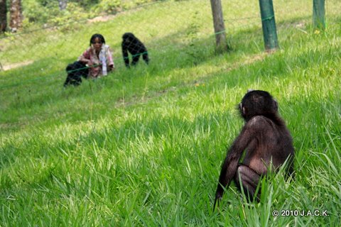 Chiba staring at the other Bonobos