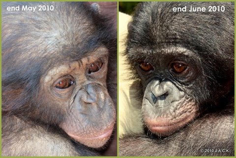 before & after bonobo ready to leave